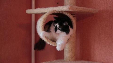 Black and white cute active cat playing with a toy in cats house. House for cats