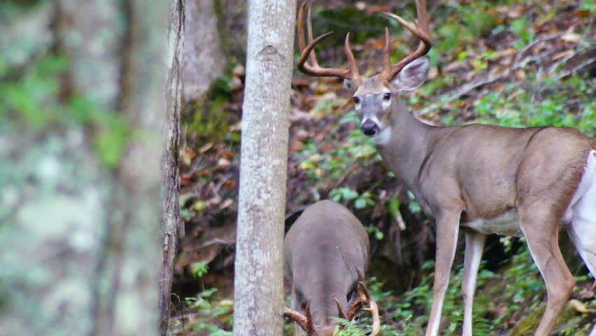 Whitetail Deer Mature Bucks in September