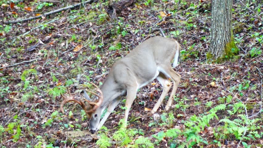 Whitetail Deer Mature Bucks in September