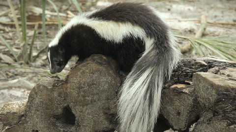 Striped skunk (Mephitis mephitis) climbing and scavenging 
