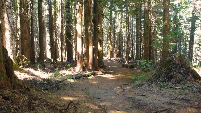 Model released man hikes away, down trail through thick forest in the Pacific