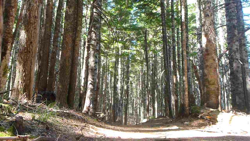 Model released man hikes away, down trail through thick forest in the Pacific