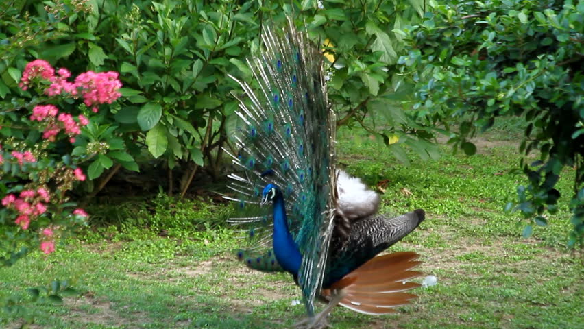 male peacock displaying plumage