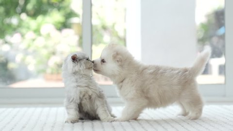 Cute kitten and puppy playing together,slow motion