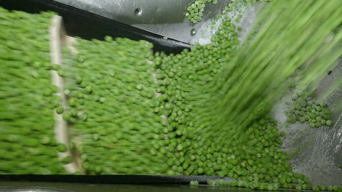 Frozen green peas in food factory ready for processing