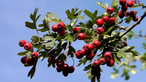 Hawthorn Stock Footage Video (100% Royalty-free) 2785321 | Shutterstock