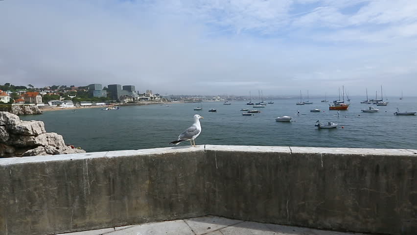 Seagull sitting on pier parapet wall, flying away over harbor to opposite cliff