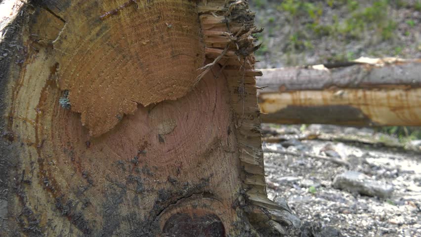 4K, Dolly. Cut trees lie on the ground. Shot in the mountains, in the background woods and stones. Panning camera, Pan, Closeup