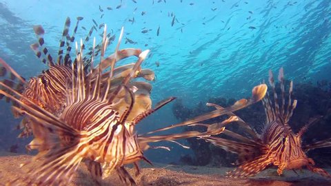 Underwater Lionfish. Picture of beautiful coral reef common-lionfish (Pterois miles) and colorful soft coral in the tropical reef of the Red Sea, Dahab, Egypt.