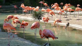 High quality video of flamingos in 4K