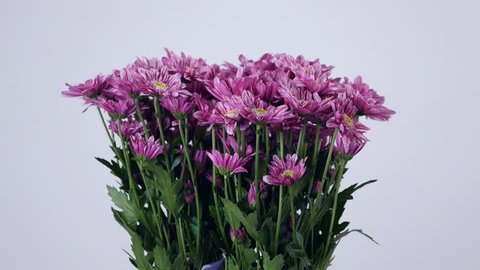 Flowers, bouquet, rotation on white background, floral composition consists of purple Chrysanthemum saba.