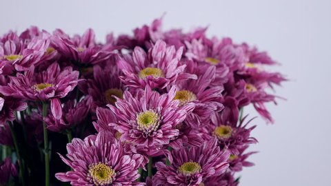 close-up, Flowers, bouquet, rotation on white background, floral composition consists of purple Chrysanthemum saba.