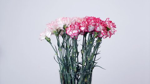 Flowers, bouquet, rotation, floral composition consists of Gently light pink turkish Carnation