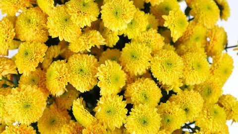 close-up, view from above, Flowers, bouquet, rotation on white background, floral composition consists of yellow Chrysanthemum santini