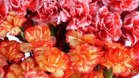 close-up, view from above, Flower bouquet , rotation, the floral composition consists of Bright yellow, orange and pink turkish Carnation.