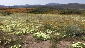 Landscape with brightly colored wild flowers waving in the wind, Namaqualand, Northern Cape, South Africa