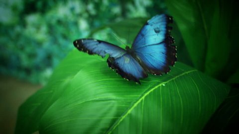 4k Close-up Butterfly Blue Morpho Flapping Wings