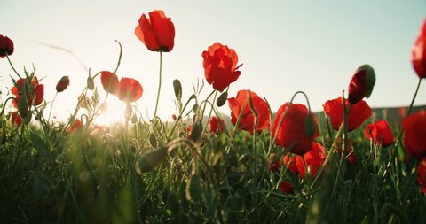 Poppy flowers on the spring field.Slow motion, wind and sun light nature background video footage, dolly shot