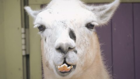 Funny looking llama face closeup 