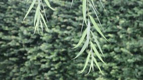 Bamboo Branch Move In Softly Wind, Stock Video