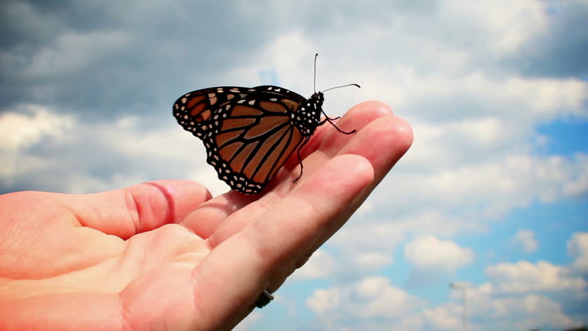 A monarch butterfly in a man's hand.