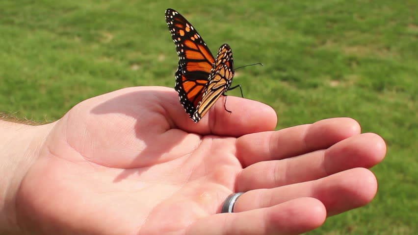 A monarch butterfly in a man's hand.
