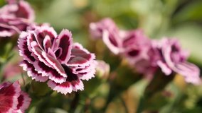 Shallow DOF Dianthus caryophyllus Sunflor flower details 4K 2160p 30fps UltraHD footage - Beautiful carnation plant in the garden 3840X2160 UHD video