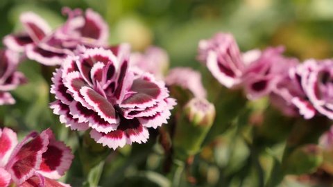 Beautiful carnation plant in the garden 4K 2160p 30fps UltraHD footage - Shallow DOF Dianthus caryophyllus Sunflor flower details 3840X2160 UHD video