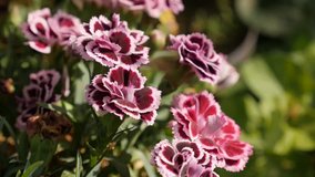 Close-up of Dianthus caryophyllus Sunflor flower slow-mo 1920X1080 HD footage - Miniature carnation plant in the garden slow motion 1080p FullHD video
