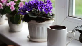 An old, vintage teapot pours boiling water in a cup on the windowsill, against a backdrop of beautiful, flowering violets