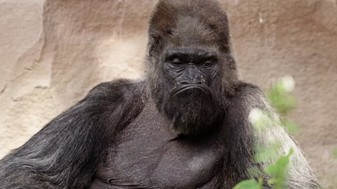 Closeup portrait of a gorilla male, severe silverback, Close up, slow motion