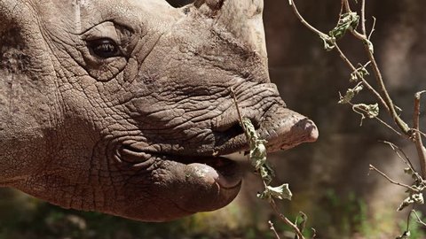 rhinoceros (Ceratotherium simum) eating, cloes up, slow motion