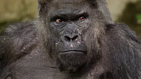 Closeup portrait of a gorilla male, severe silverback, Close up, slow motion