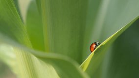 Ladybird on the corn leaf 4K 2160p 30fps UltraHD footage -  Coccinellidae red beetle close-up 3840X2160 UHD video