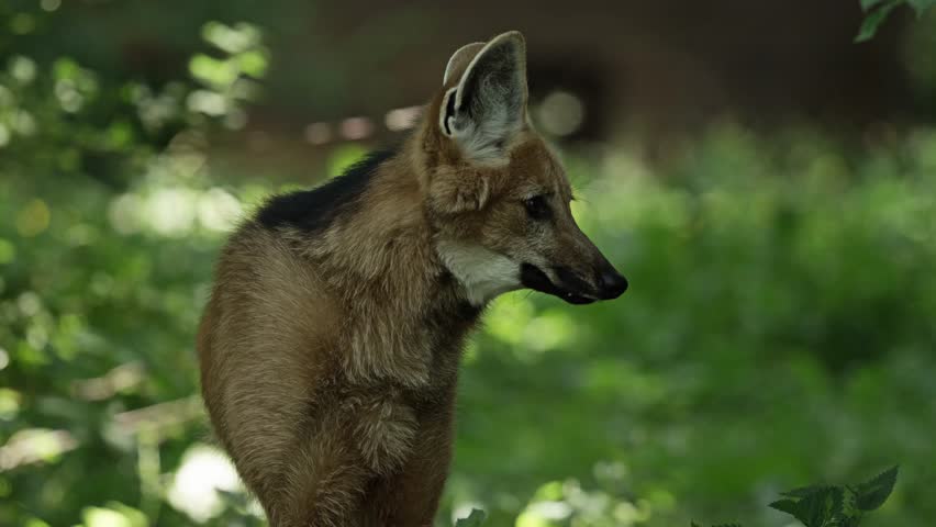 maned wolf, slow motion