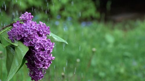 Jets of water fall on a bush of blossoming lilacs. Slow motion, slowed down ten times from 240 fps to 24 fps