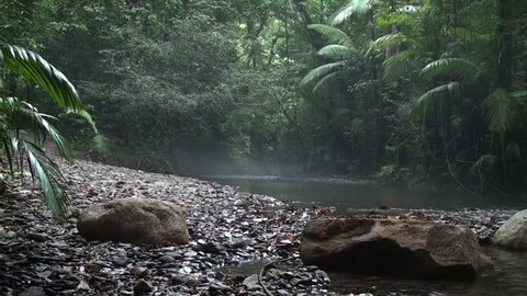 Jungle stream Cape Tribulation Australia.