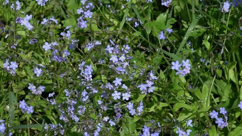 Forgetmenots Myosotis Flowers Under Drops Rain Stock Footage Video (100 ...