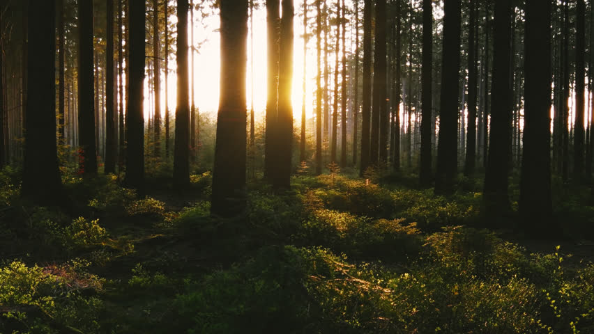 Sun shines in to the deeo forest at sunset - timelapse shot | Shutterstock HD Video #27880636