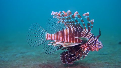 Common lionfish swimming over the sand in Lembeh Strait / Indonesia