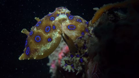 blue ringed octopus eating a crab