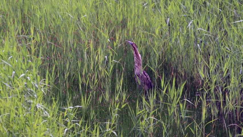 Bittern ( botaurus stellaris ) in reeds. RSPB Minsmere