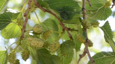 White mulberry, Morus alba, Delicious Fruit close up, Silkworm food