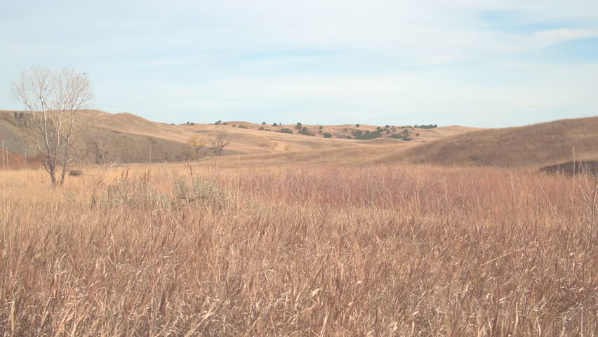 LOW ANGLE VIEW: Dry grass plants growing in vast African desert landscape on hot sunny day during drought. Global warming and extreme heat in arid grassland desert landscape.