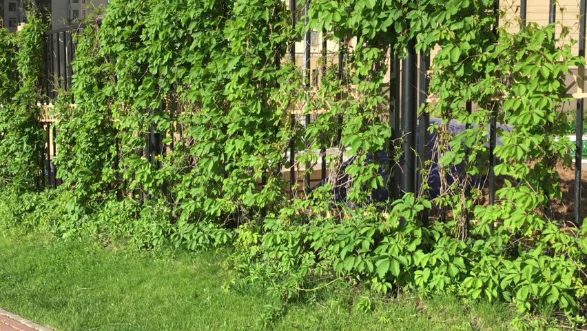 Young woman with long hair walking through the ivy alley.