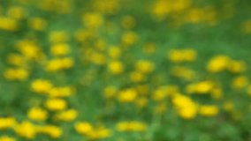 Wedelia Trilobata (Yellow Ox-Eye Daisy, Small Yellow Groundsel Flower look like Sunflower) Blurred Background, Asian Flowers, Champasak, Laos, 10 June 2017, 1080p HD Video, Footage Clip