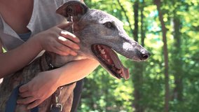 Young woman petting her greyhound on a forest trail