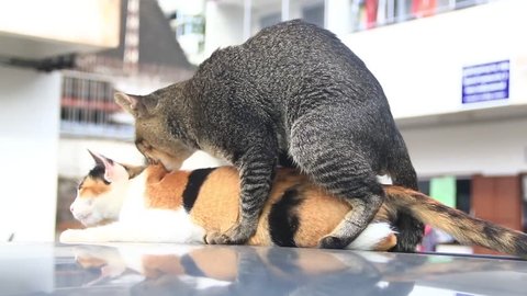 cat having sex, cat make love