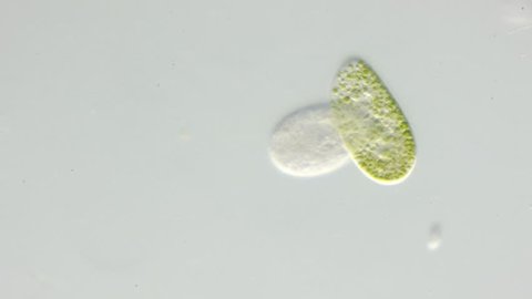 couple of ciliate moving around under a microscope


