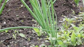 Weeding of green onions from weeds